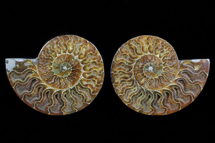 Cut & Polished Ammonite Fossil - Agatized #72918